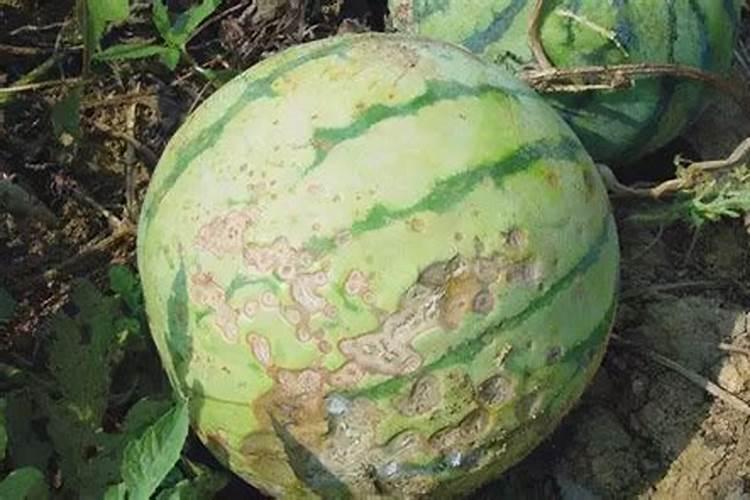 炭疽病最好的杀菌剂