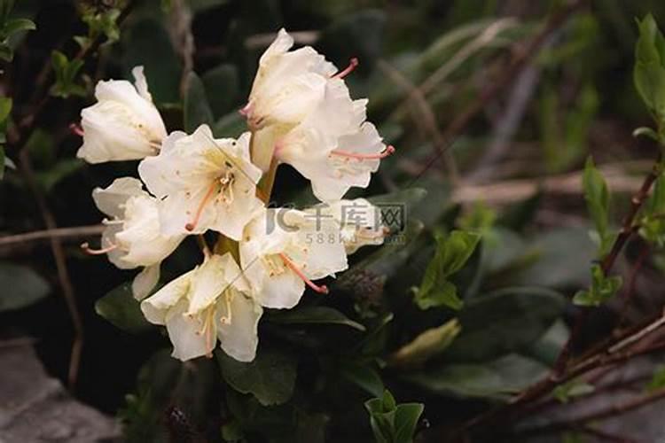 杜鹃花有花蕾能施肥吗