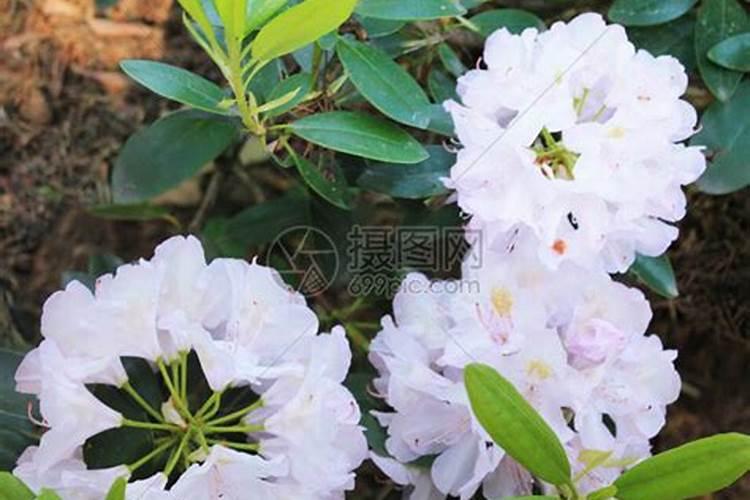 杜鹃花花蕾期能追肥吗