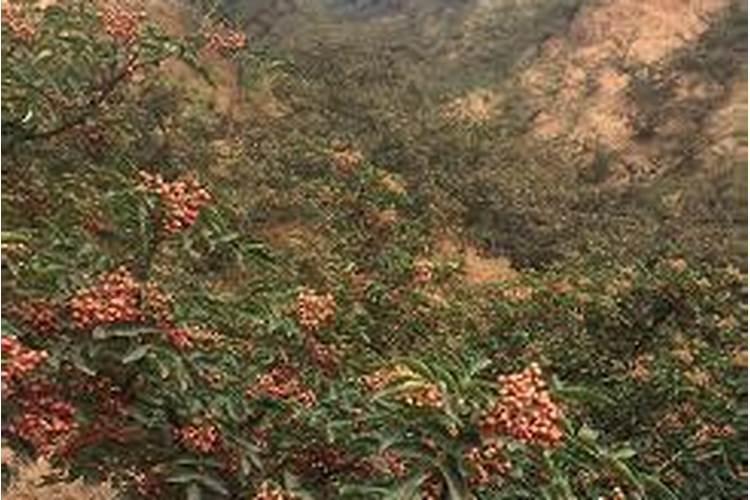 花椒树在什么阶段可以喷施叶面肥？应该注意些什么？