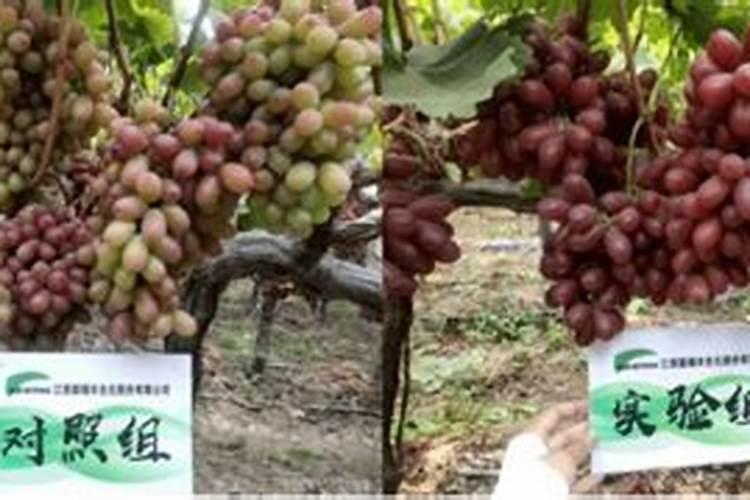 克伦生葡萄现在下啥肥料？