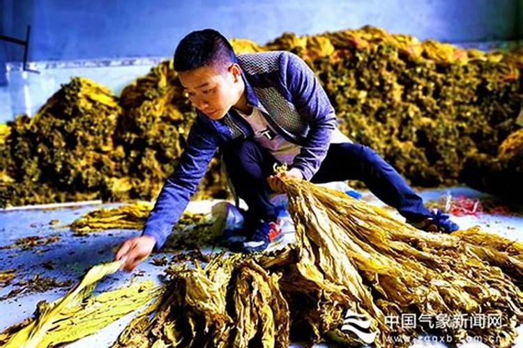 烤烟施肥过量怎么办