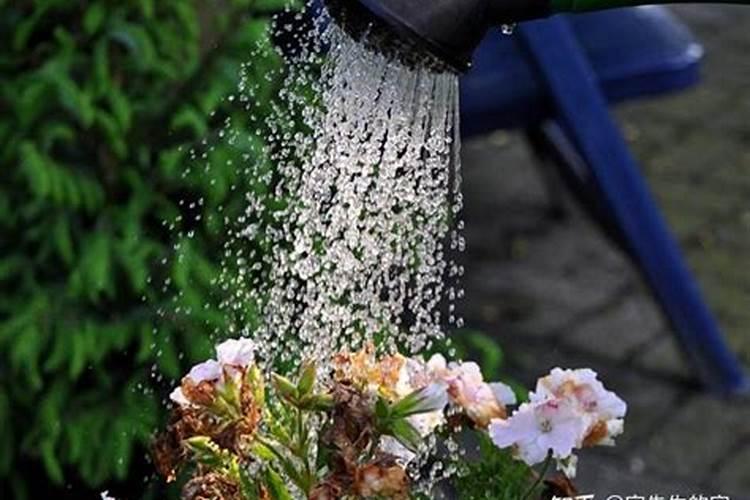 氮肥需要稀释后浇花吗