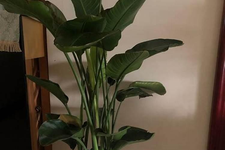 天堂鸟如何施肥？
