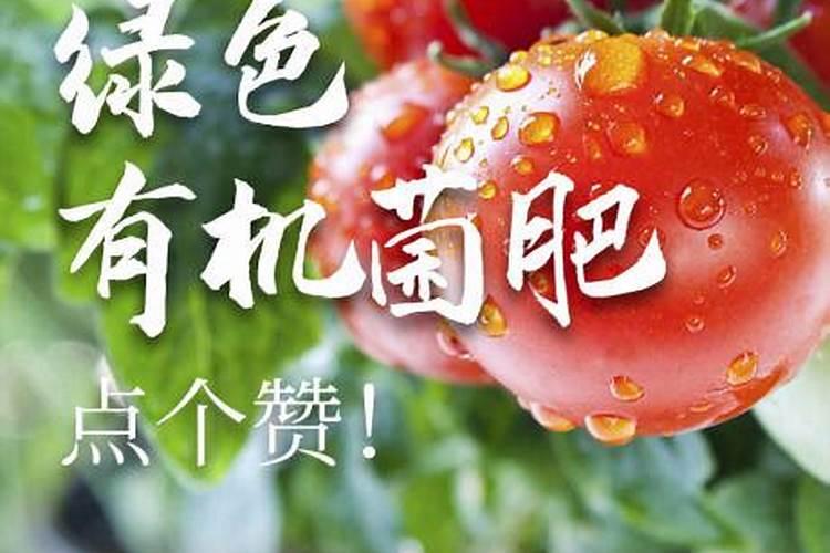 河南贝尔是不是有团队