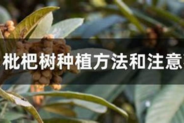 马蹄用什么肥料最大个