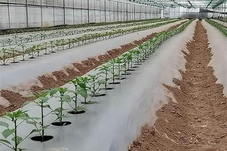 香菜喷什么叶面肥长得快