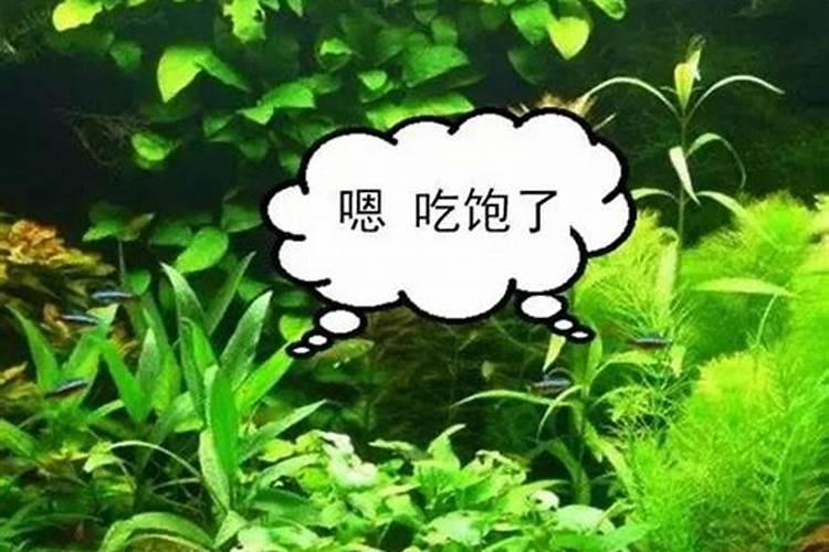 鱼塘里的水什么颜色好？补充一下,是咸水塘