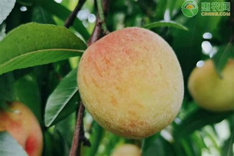 桃子怎样施肥可以丰收