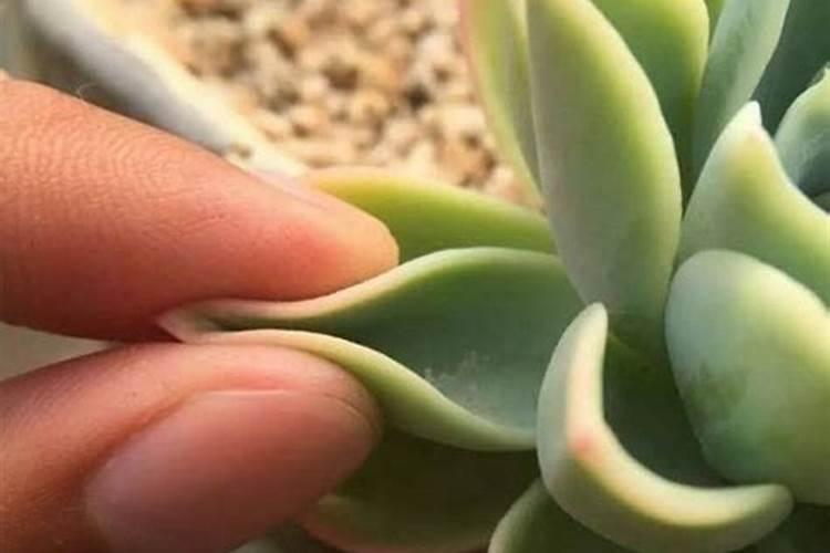 多肉植物底部叶片发软甚至脱落怎么办