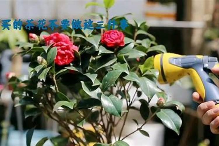 刚买回来的茶花要怎么养护才能正常生长