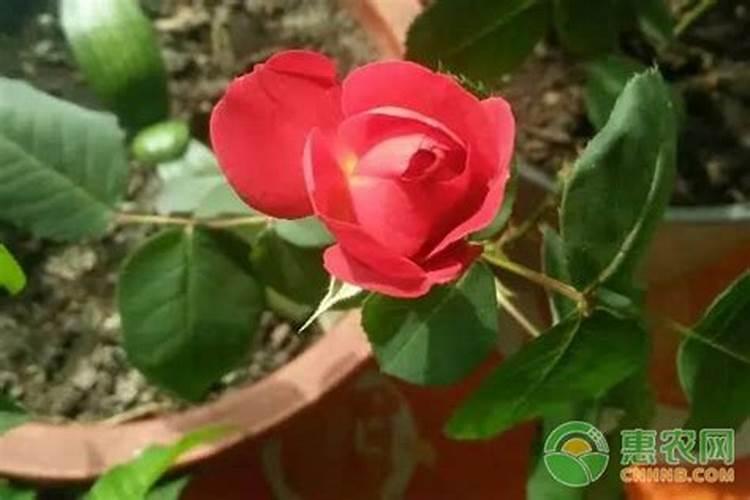 夏季盆栽花卉还需要施肥吗