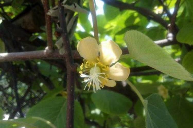 硼肥对油菜的作用,硼肥过量怎样补救