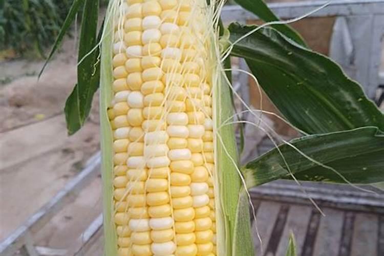 施什么肥能使玉米棒大