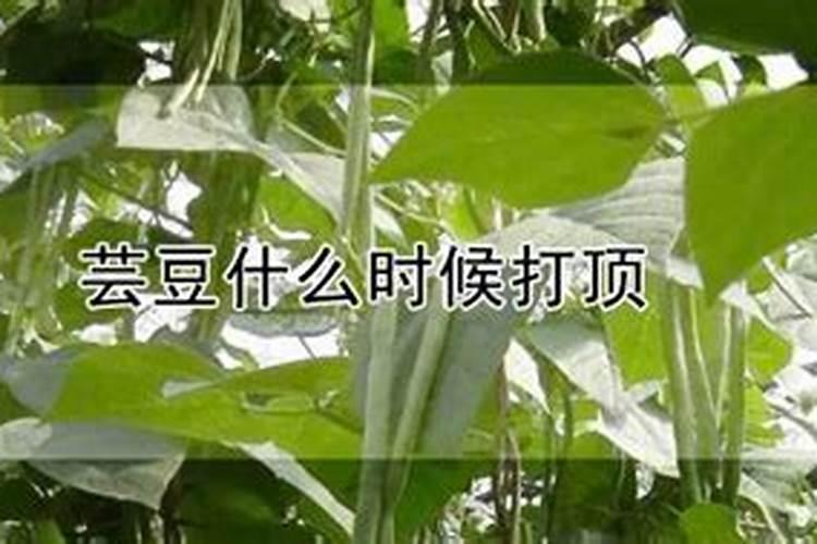 哪些东西搭配芸苔素效果显著？