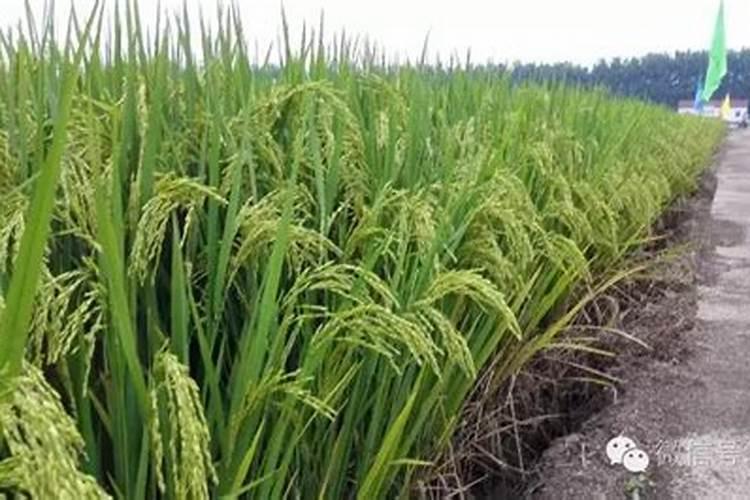 水稻硅肥正确使用方法 什么时候使用效果好