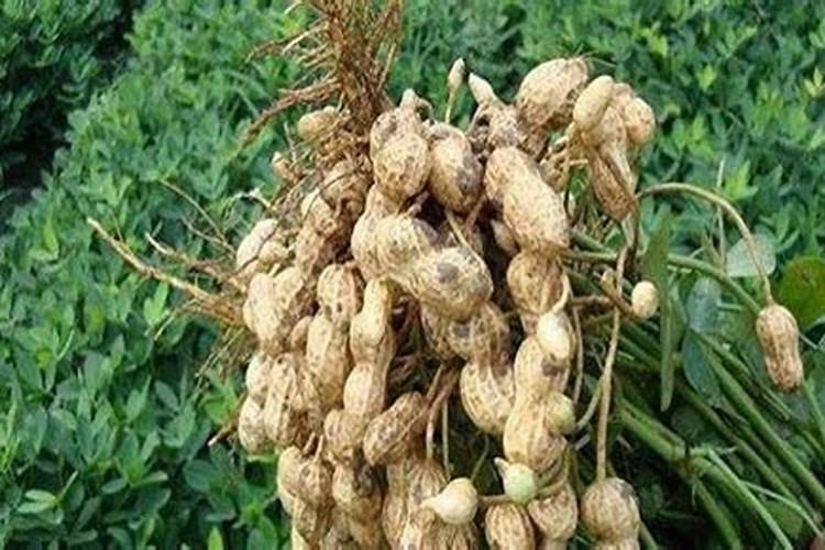 花生施什么肥料最好