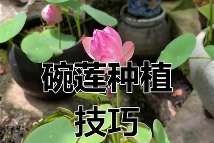 碗莲什么时候施肥 碗莲啥时候施肥