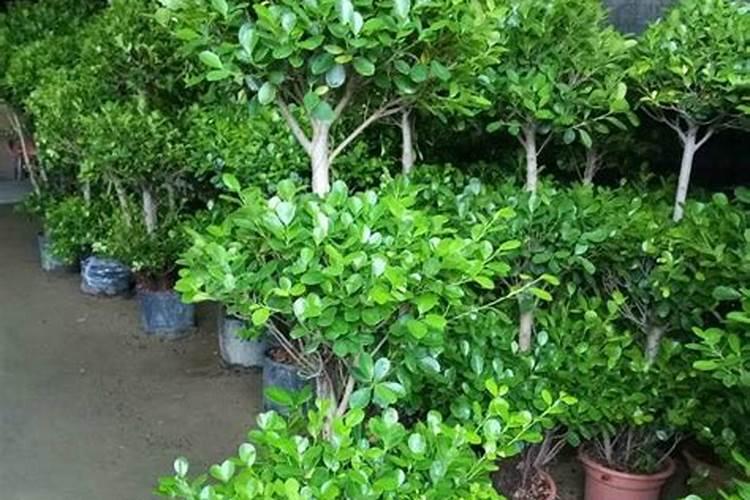 火山榕休眠期是几月