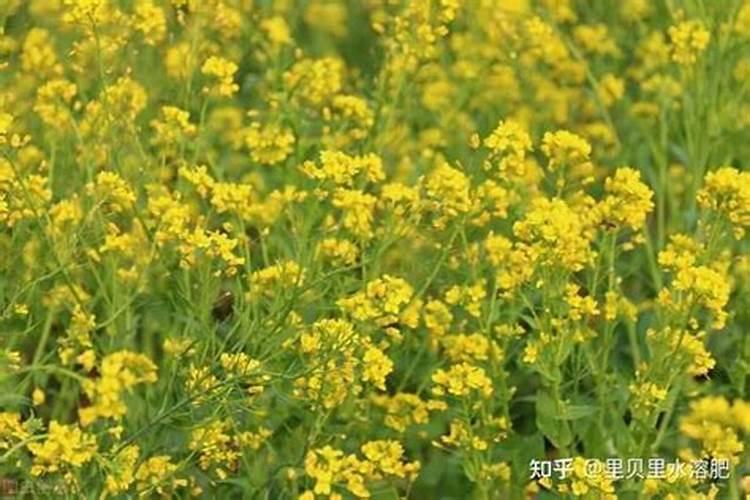 国内氨基酸水溶肥生产厂家有哪些？
