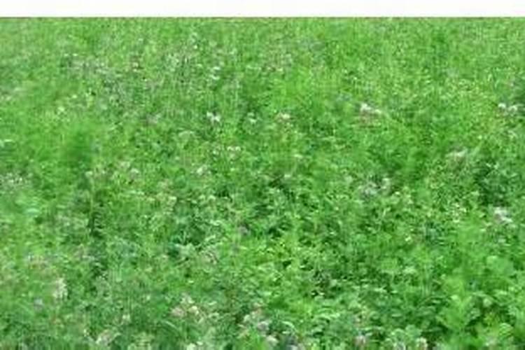 紫花苜蓿播种后多久可以打叶面肥