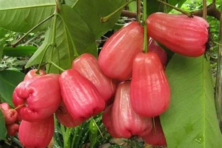 莲雾控梢后多久可以催花？