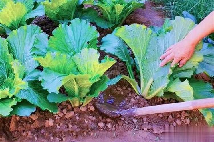 过期巧克力妙用大全、最好的用途