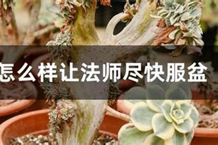 新买的法师应该如何上盆？上盆后施什么肥？