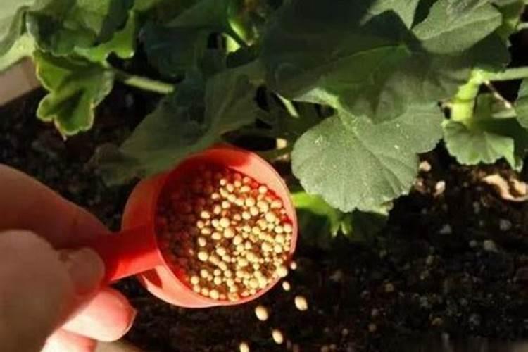 种菜用什么有机肥料最好
