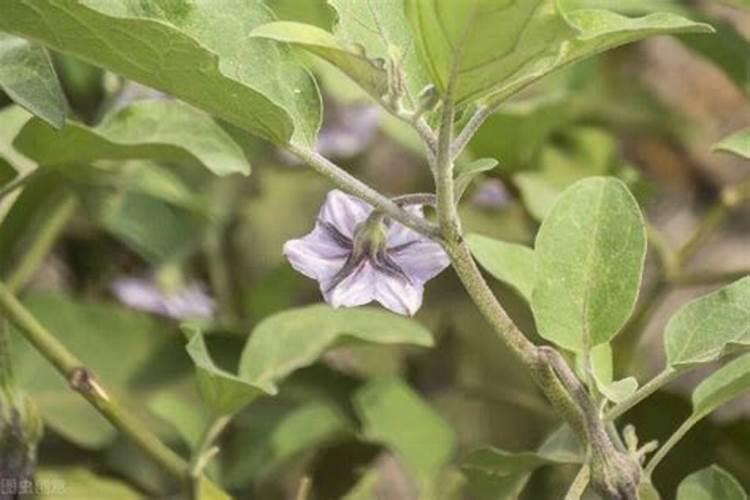 大棚茄子在苗期施用什么微量元素肥料？？