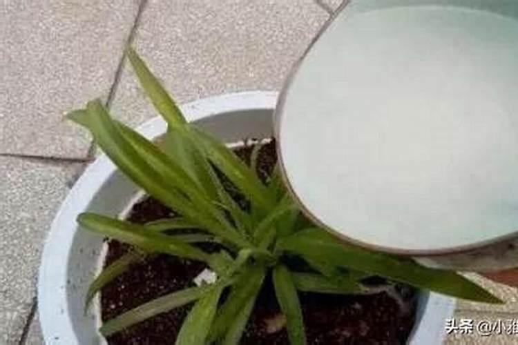 氮肥可以兑水浇花吗