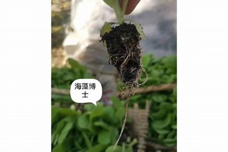 海藻肥属于什么肥料,附使用方法