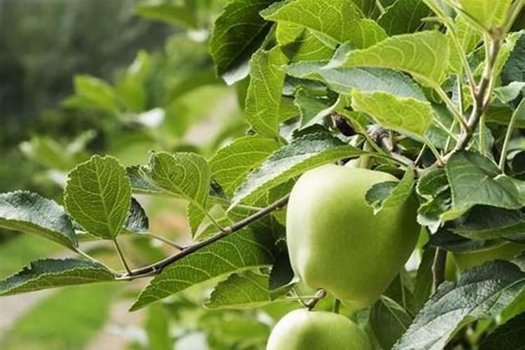苹果树6月份施什么肥