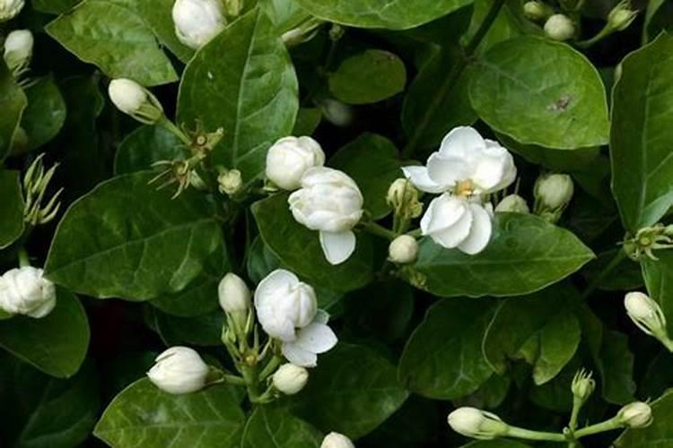 茉莉花一年开花三次要怎么养,追施有机肥施加叶面肥