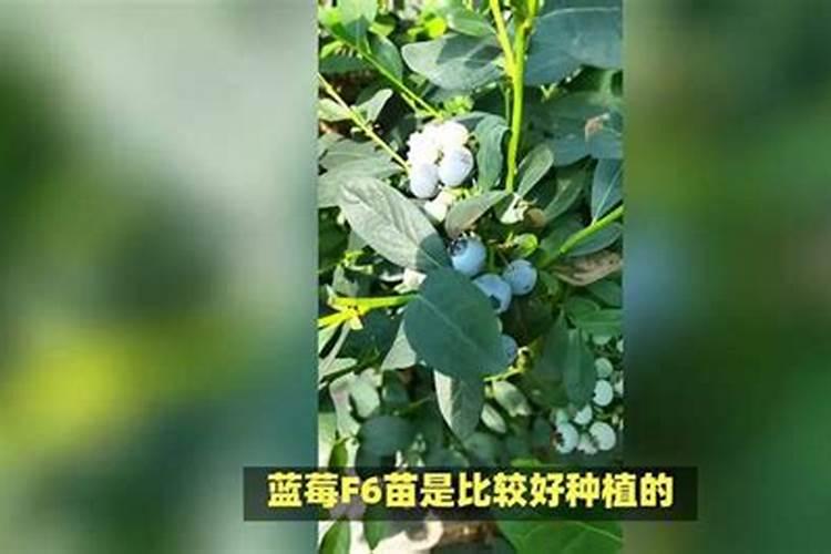 蓝莓结果了可以施肥吗