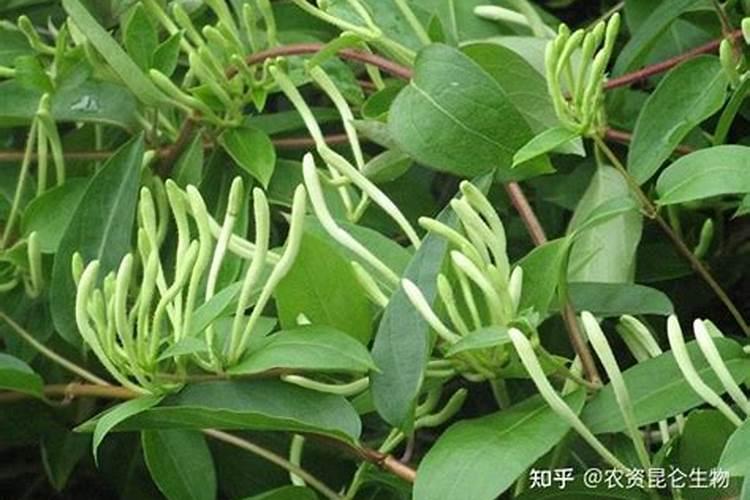 金银花地打叶面肥和杀虫剂,用磷酸二氢钾和高氯甲维盐比例是多少呢？要对...