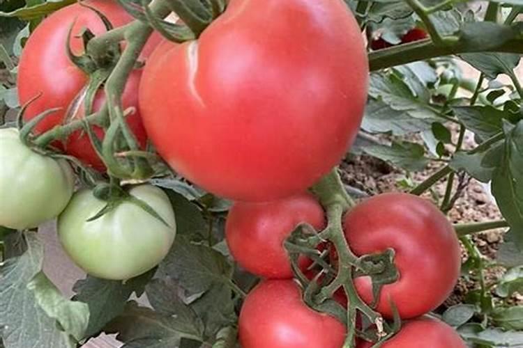 乙烯催熟剂的使用方法 乙烯利怎么催熟梨