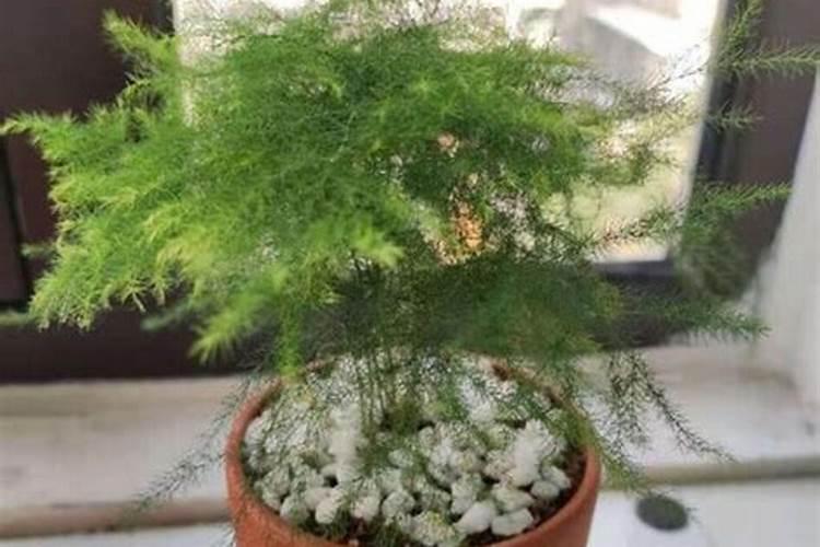 文竹用什么肥料最好
