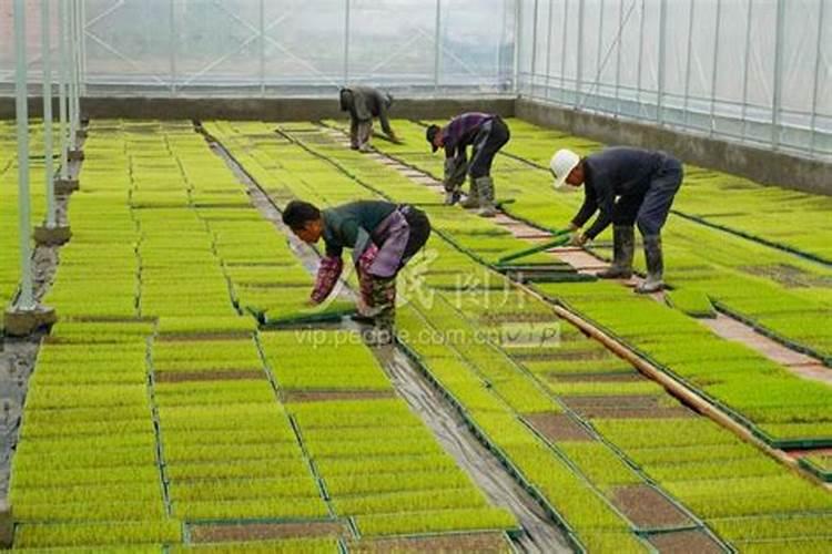 解药害哪种叶面肥最好