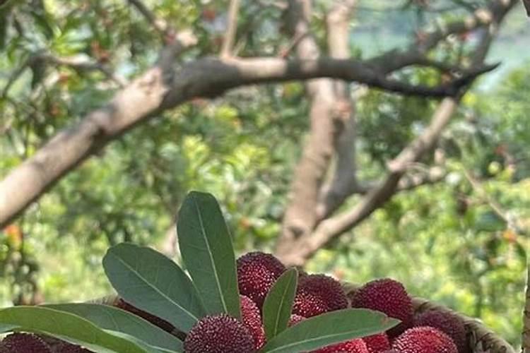 氮化镓有什么用