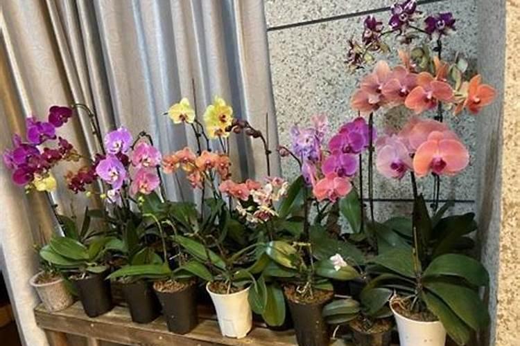蝴蝶兰 快开花时应该如何浇水,施肥？