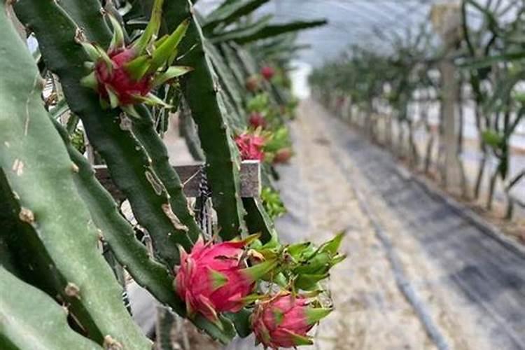 怎么种植火龙果,6个要点火龙果果硕汁甜