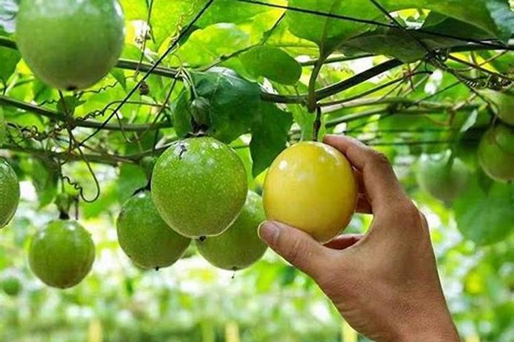 百香果用什么肥料最好