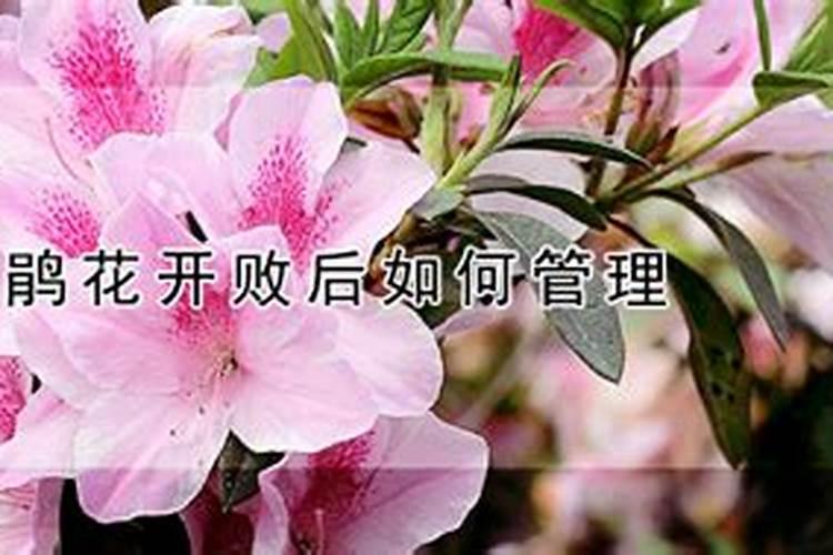 夏天晚上几点浇花最好