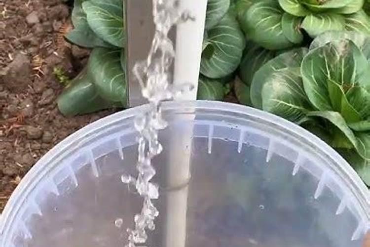 鱼蛋白肥料的功效与作用