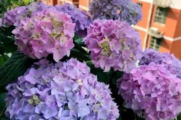 绣球有花苞了该怎么施肥