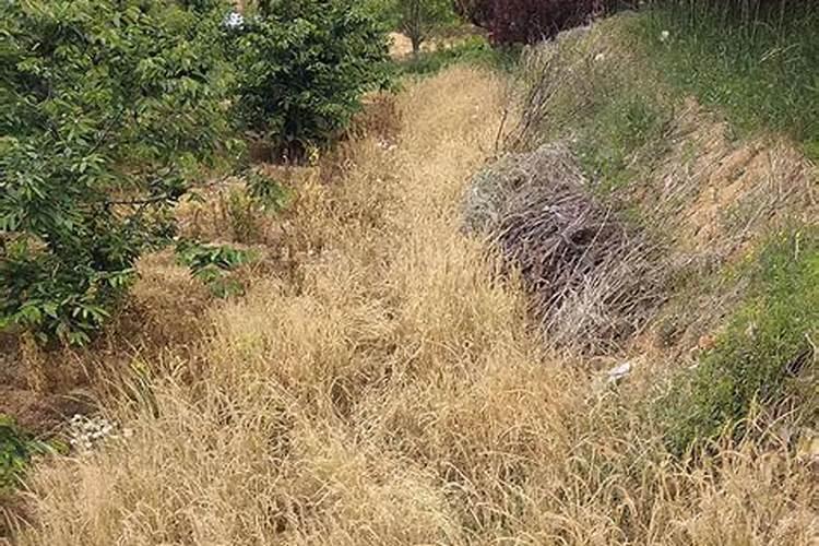 种下玉米打草甘膦会损害吗