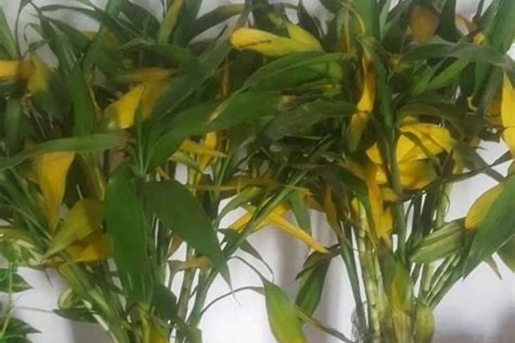 观音竹施肥方法及注意事项 春季棕竹怎么施肥