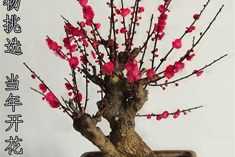 梅花怎样种