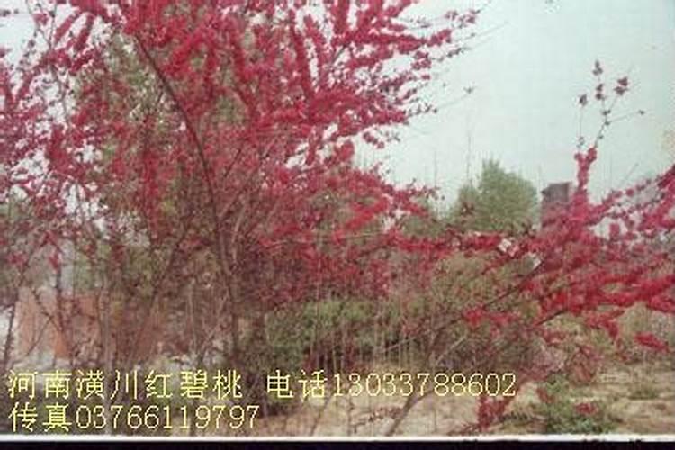 垂枝梅有哪几个品种？
